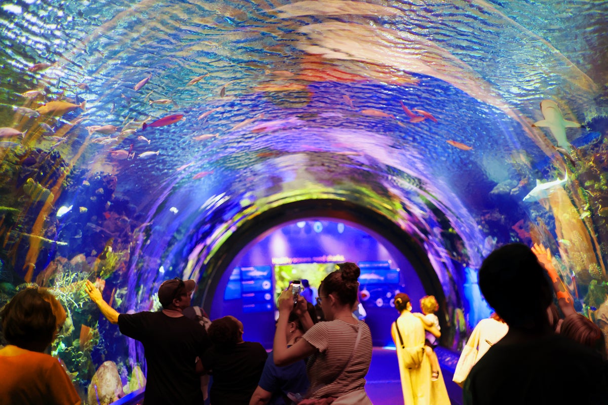 NY Aquarium Shark Tunnel centered
