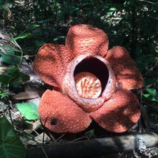 Borneo