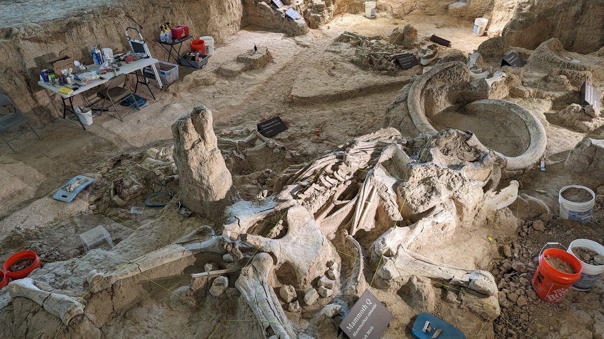 Waco Mammoth National Monument dig site