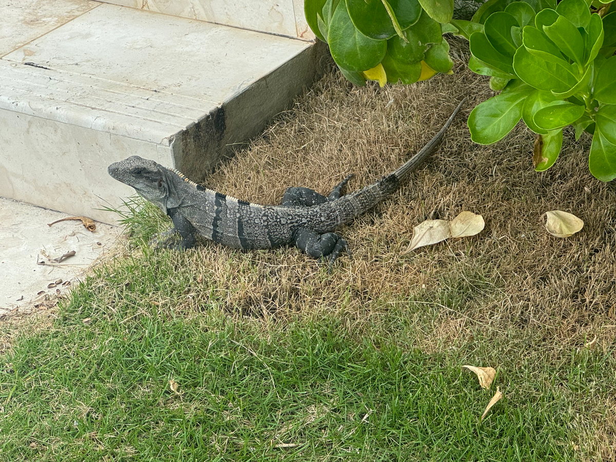 Alaia Belize Autograph Collection iguana