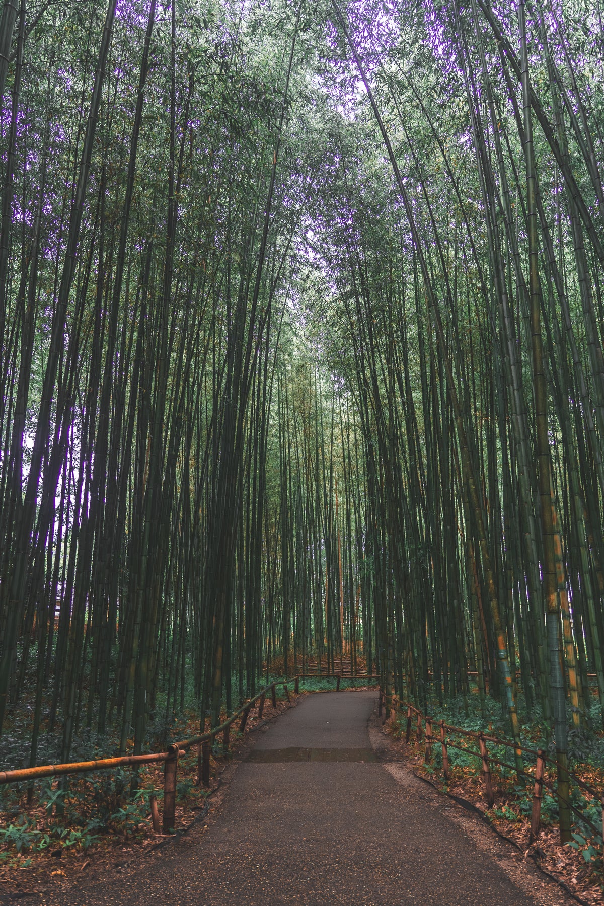 Arashiyama Bamboo Forest. Kyoto Japan