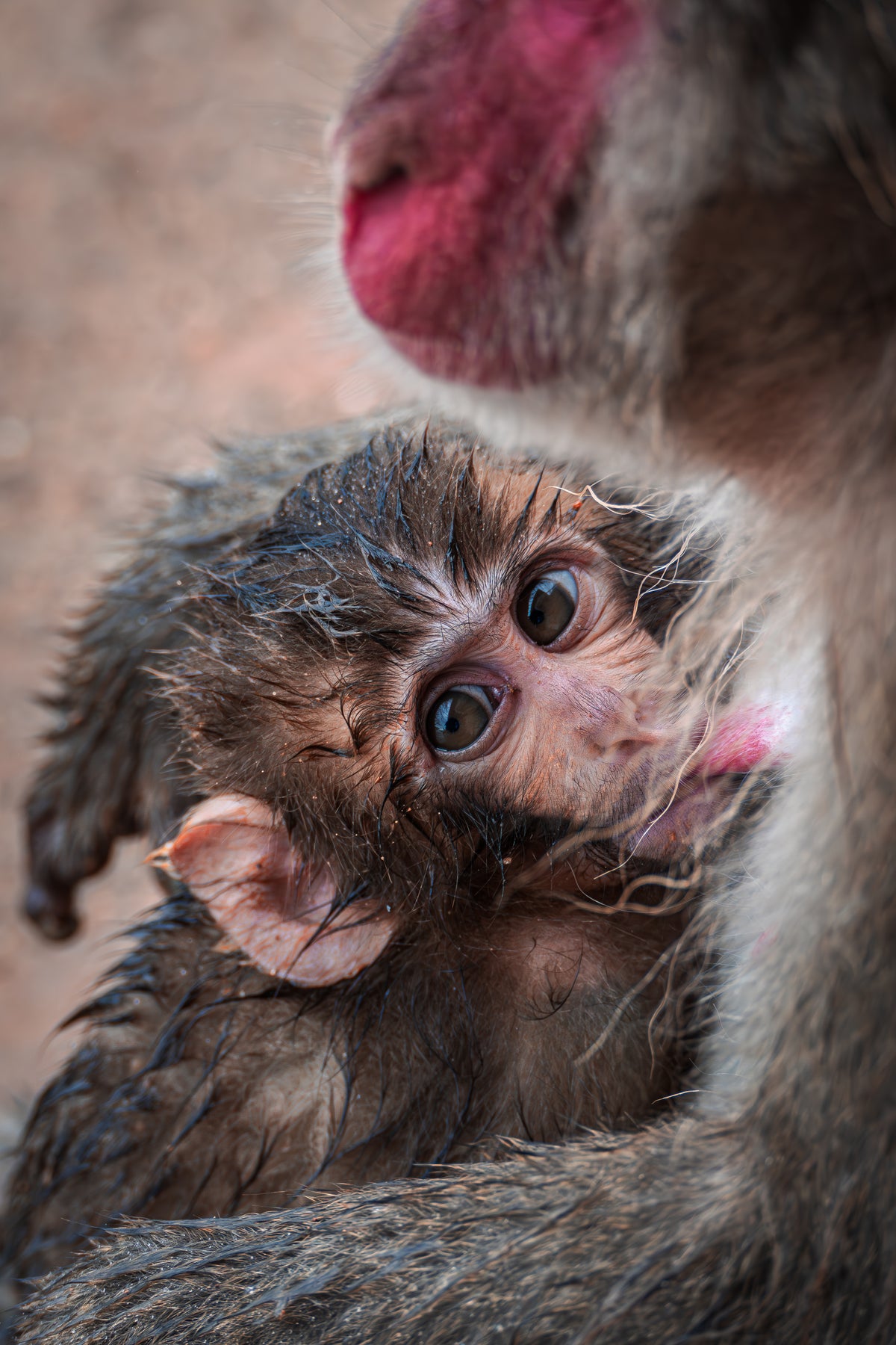 Arashiyama Monkey Forest. Kyoto Japan