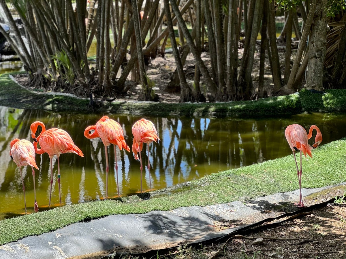 Delta Vacations Flamingoes