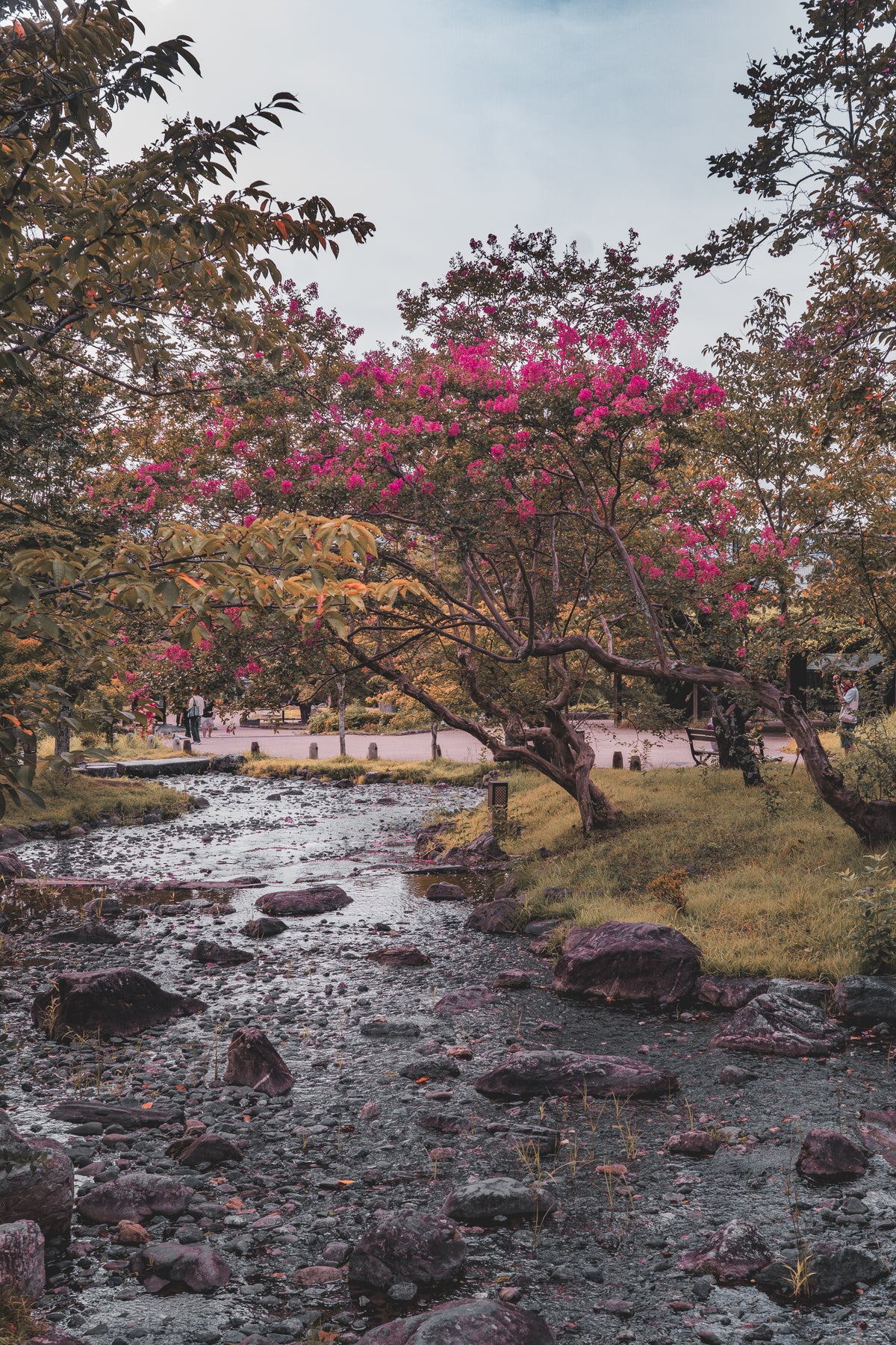 Maruyama Park. Kyoto Japan