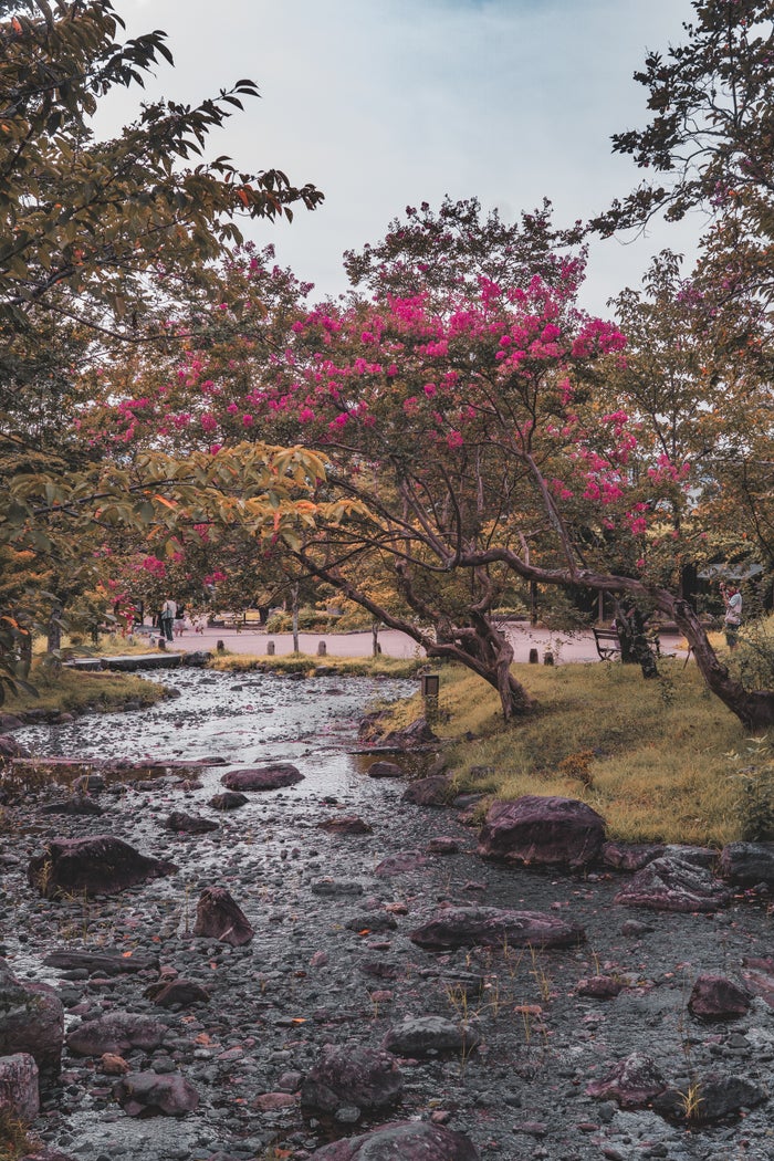 Maruyama Park. Kyoto Japan