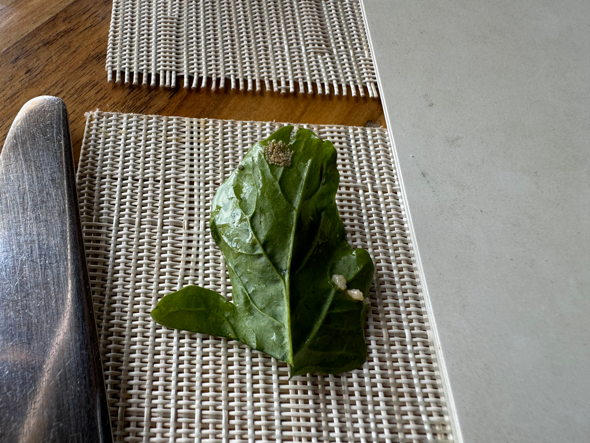 Matachica Resort Belize Mr Mrs Smith restaurant worm eggs