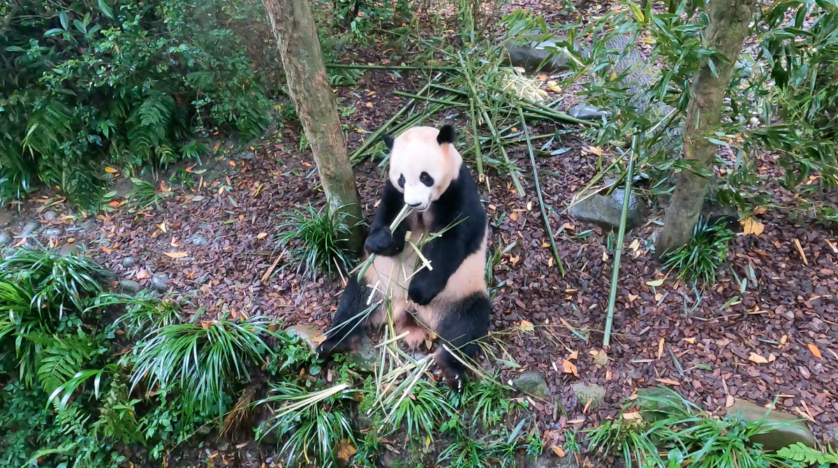 Panda at Dujiangyan Panda Center in China