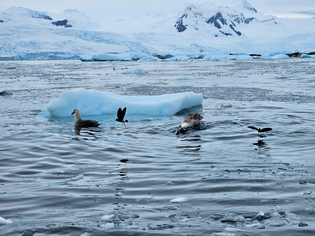 Antarctica cruise birds