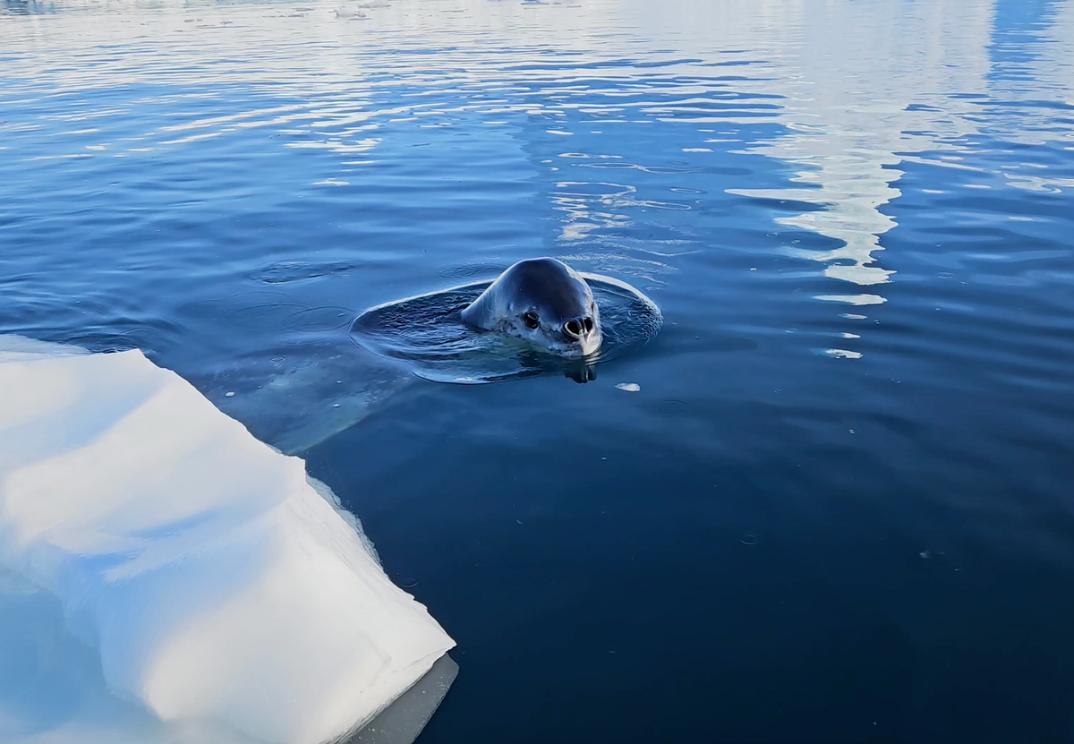 Antarctica cruise lepoard seal