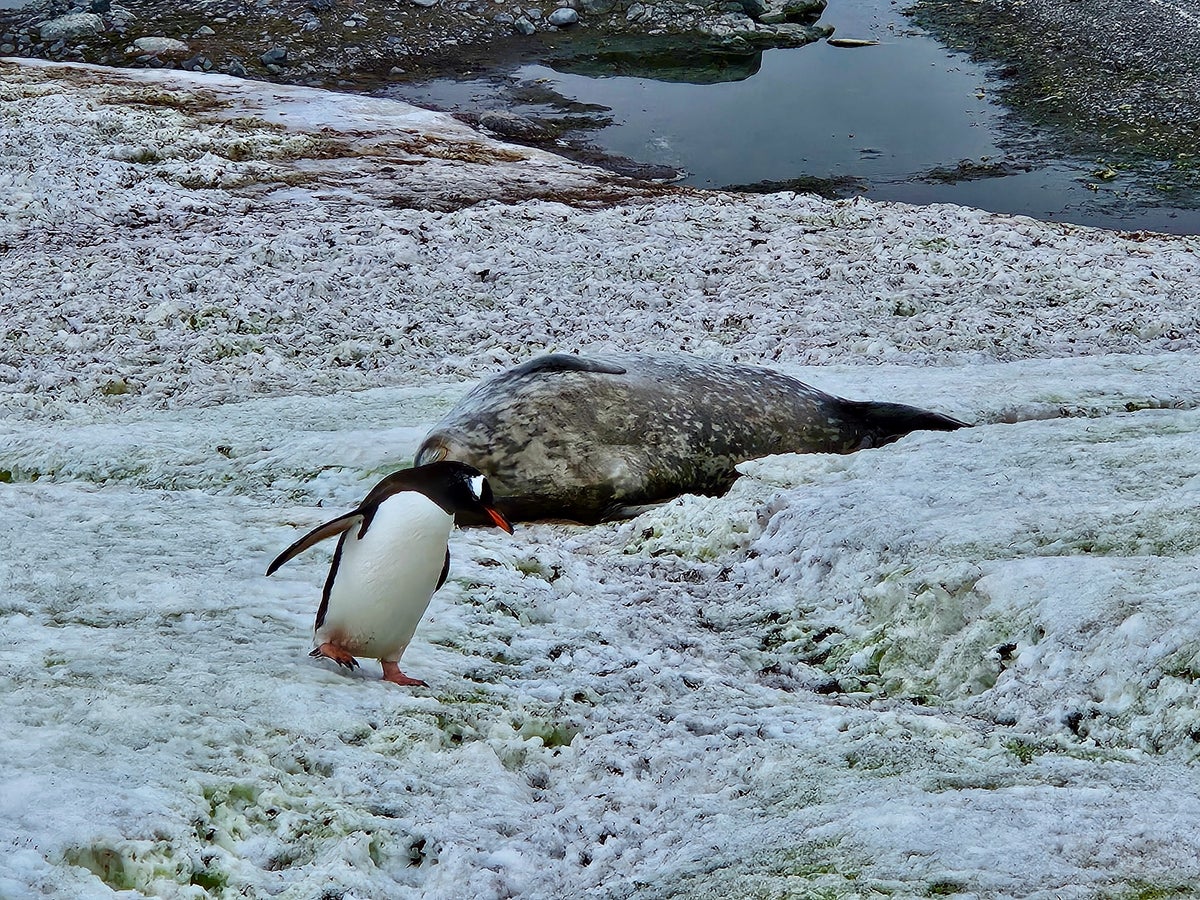 Antarctica cruise penguin