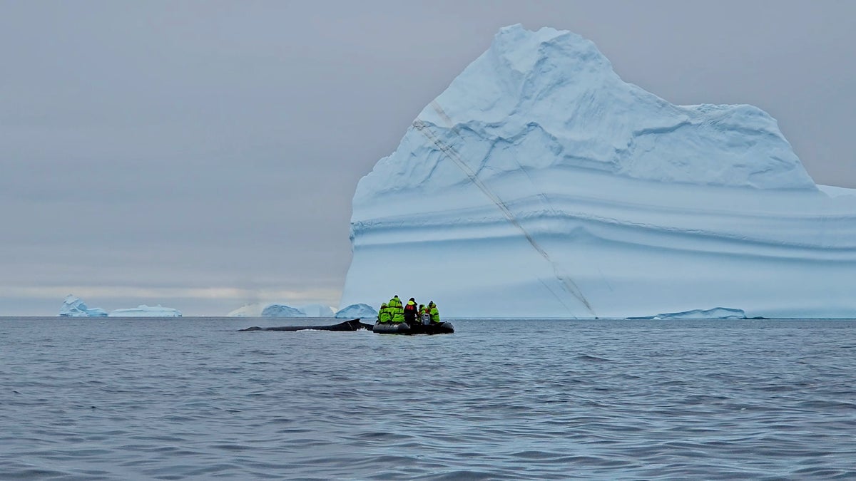 Antarctica cruise whale