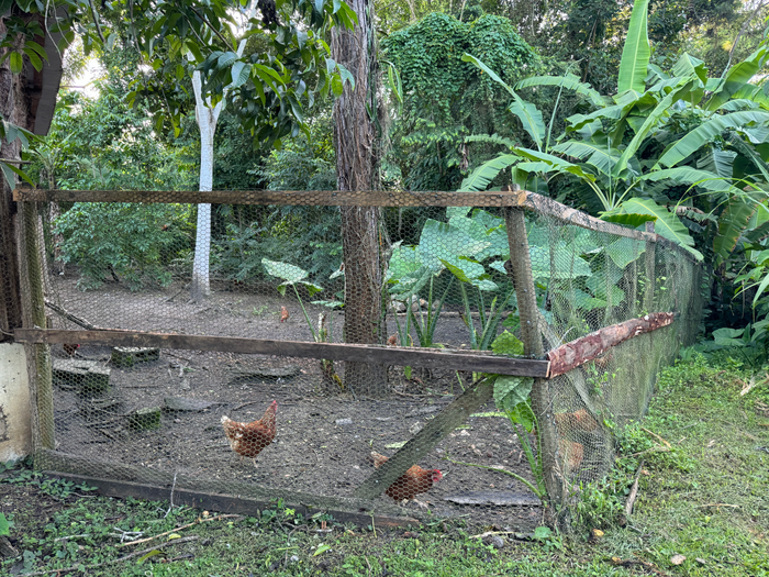 Blancaneaux Lodge Belize Mr Mrs Smith chickens Blancaneaux Lodge Belize Mr Mrs Smith chickens