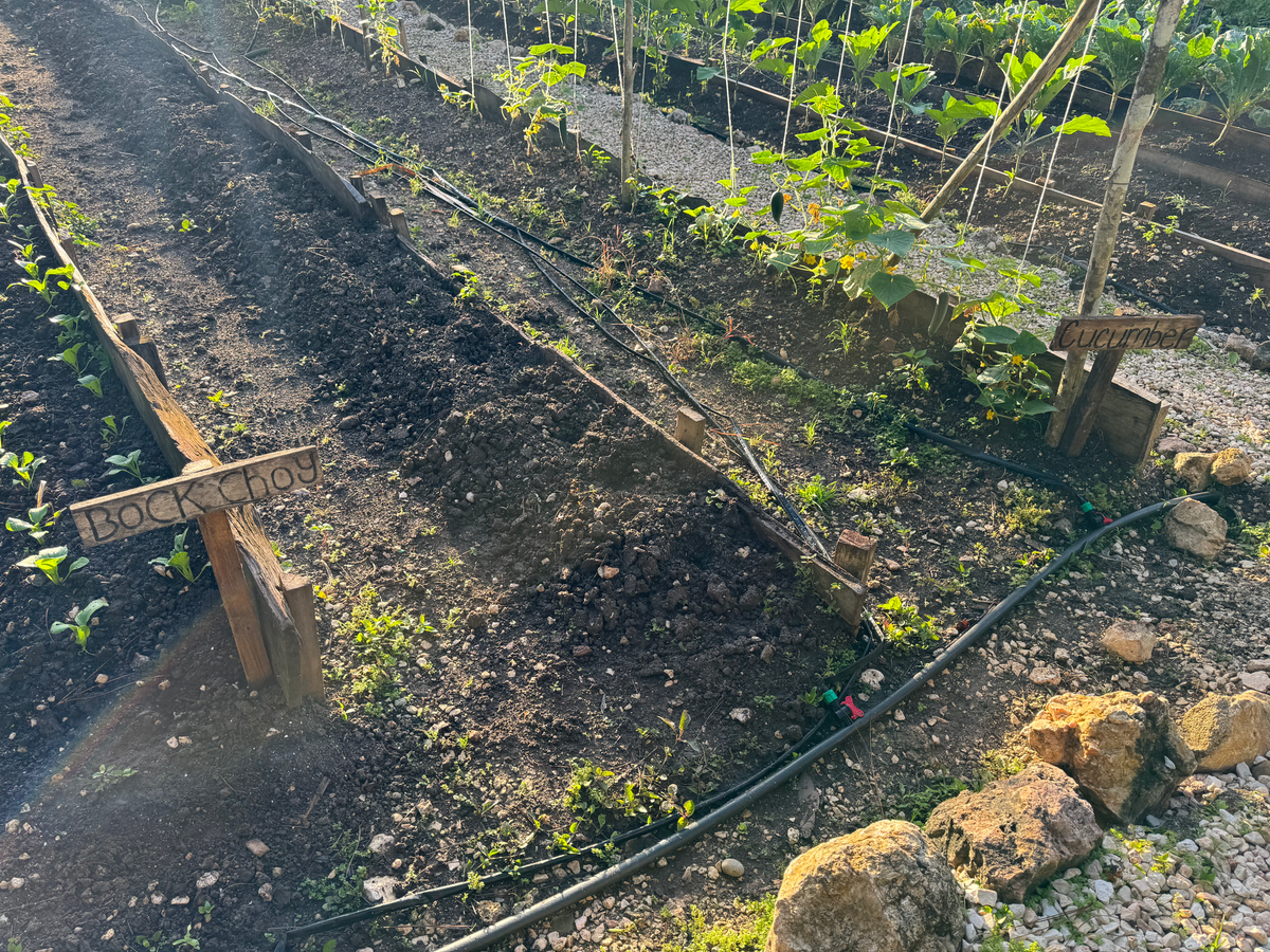 Blancaneaux Lodge Belize Mr Mrs Smith garden vegetables