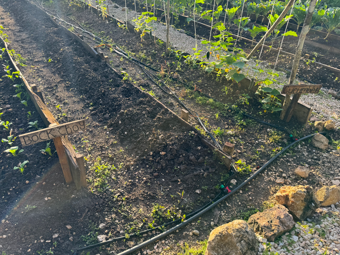 Blancaneaux Lodge Belize Mr Mrs Smith garden vegetables Blancaneaux Lodge Belize Mr Mrs Smith garden vegetables