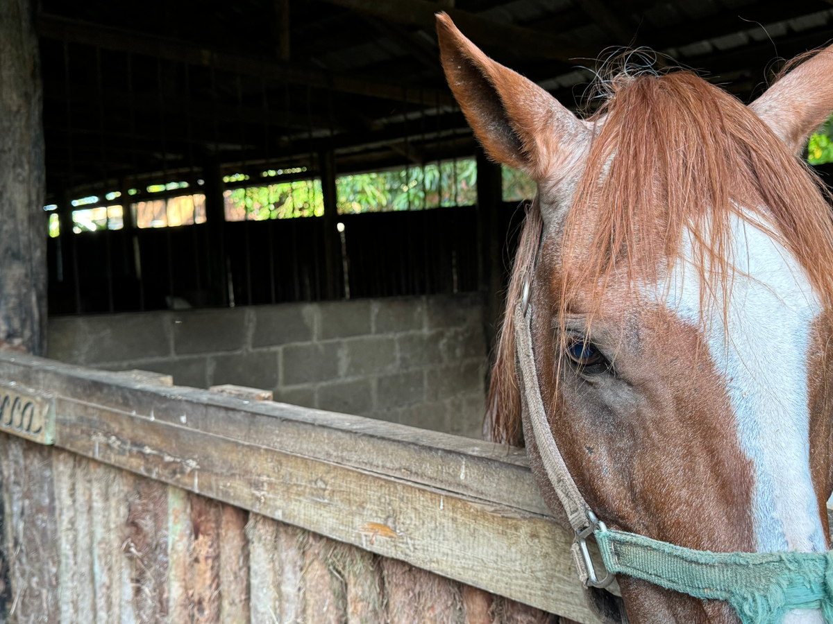 Blancaneaux Lodge Belize Mr Mrs Smith horse