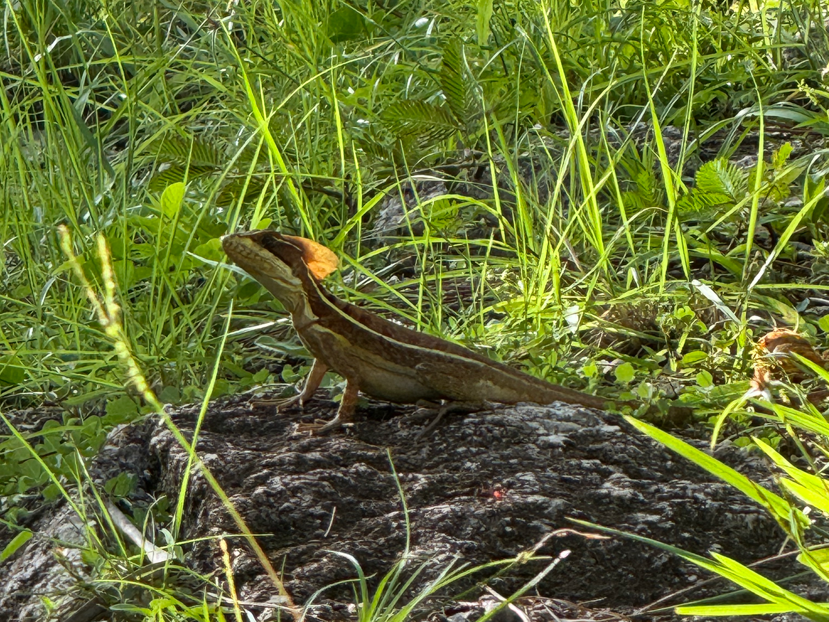 Blancaneaux Lodge Brown Basilisk lizard