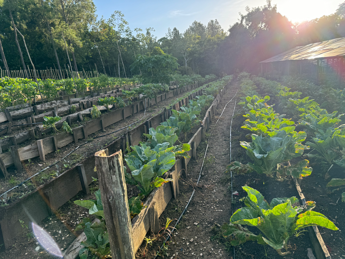 Blancaneaux Lodge garden rows of vegetables Blancaneaux Lodge garden rows of vegetables
