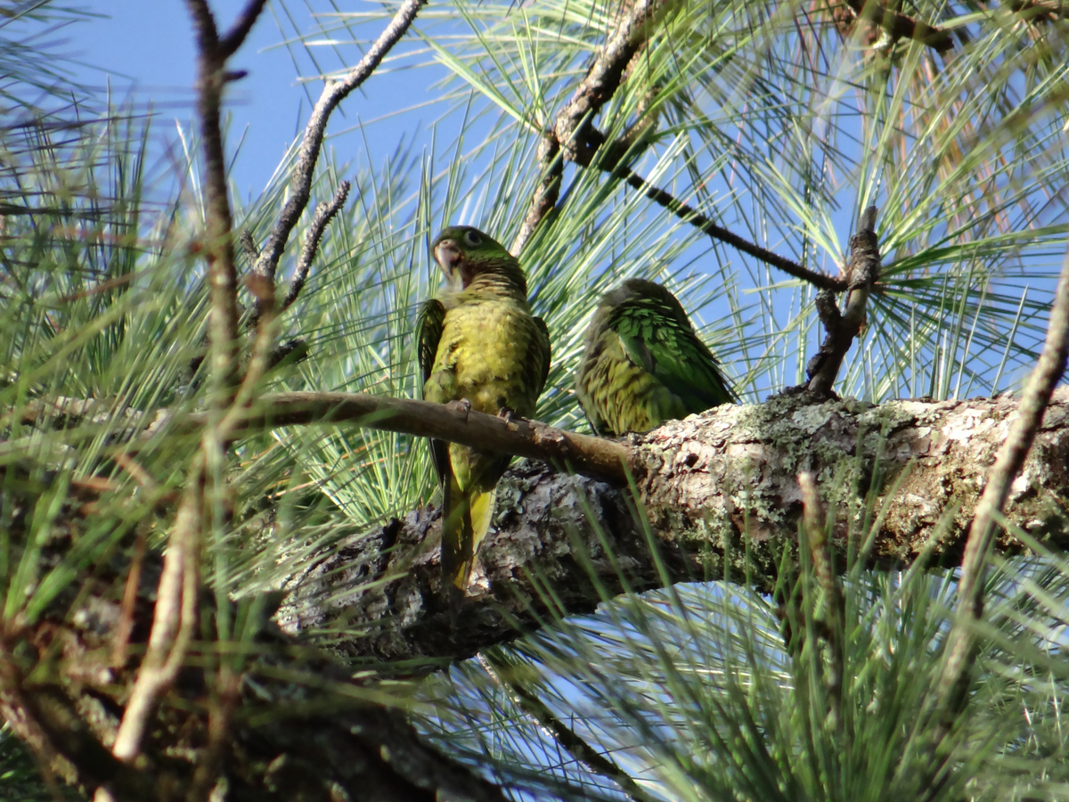 Blancaneaux Lodge green parakeets