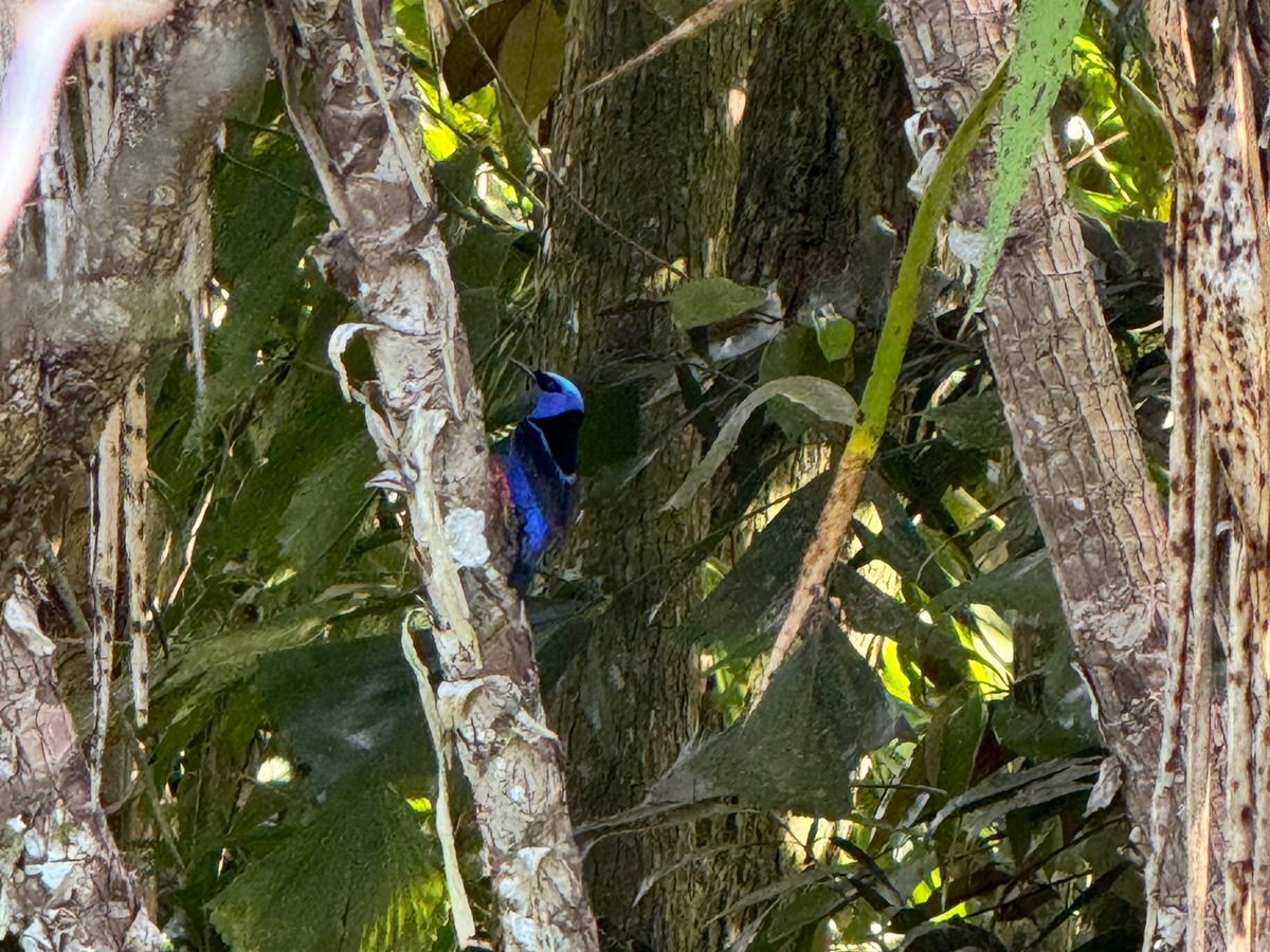 Blancaneaux Lodge red legged honeycreeper bird