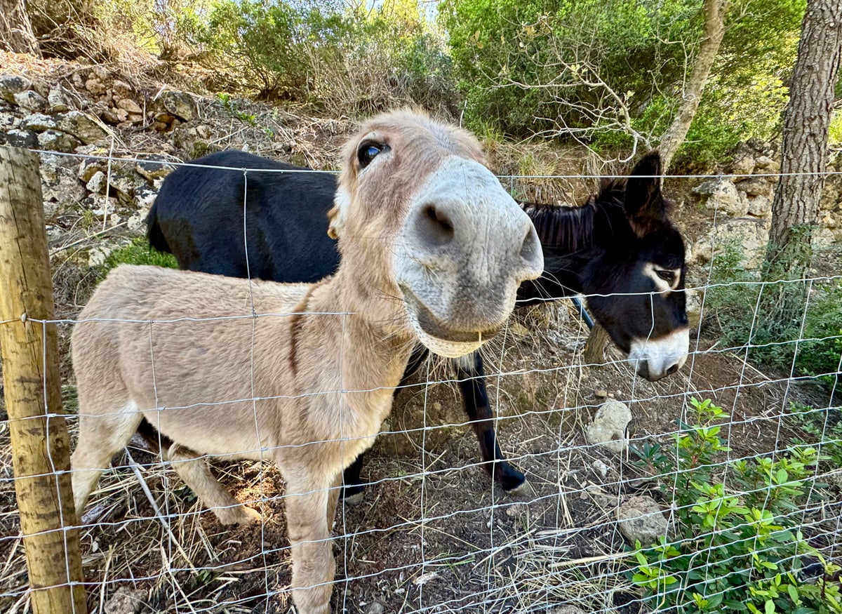 Son Bunyola Mallorca Spain donkey