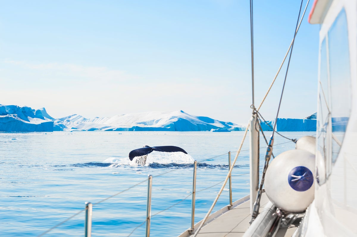 Whale watching from a yacht in Ilulissat icefjord, Greenland. Humpback whale dives showing the tail near the icebergs