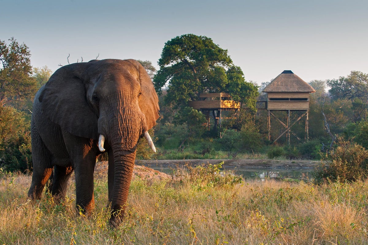 Pondoro Game Lodge Tree House