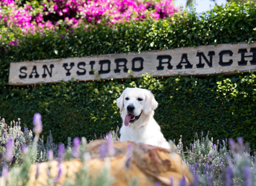 San Ysidro Ranch Dog