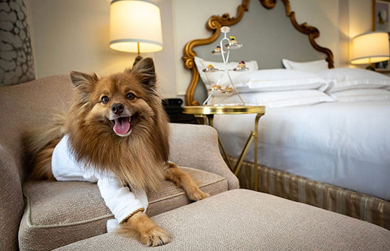 The Plaza New York Pup Package