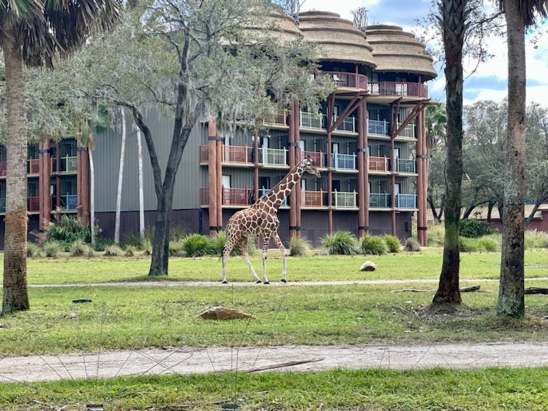 Animal Kingdom Lodge Giraffe