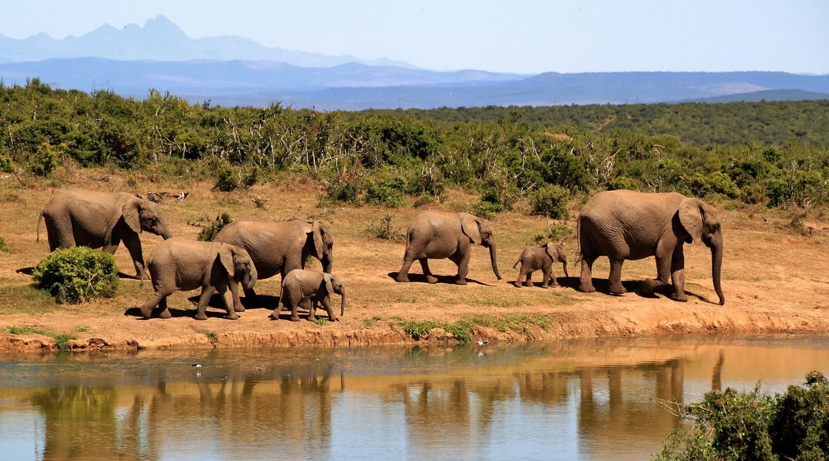 Elephants in Kruger National Park in South Africa