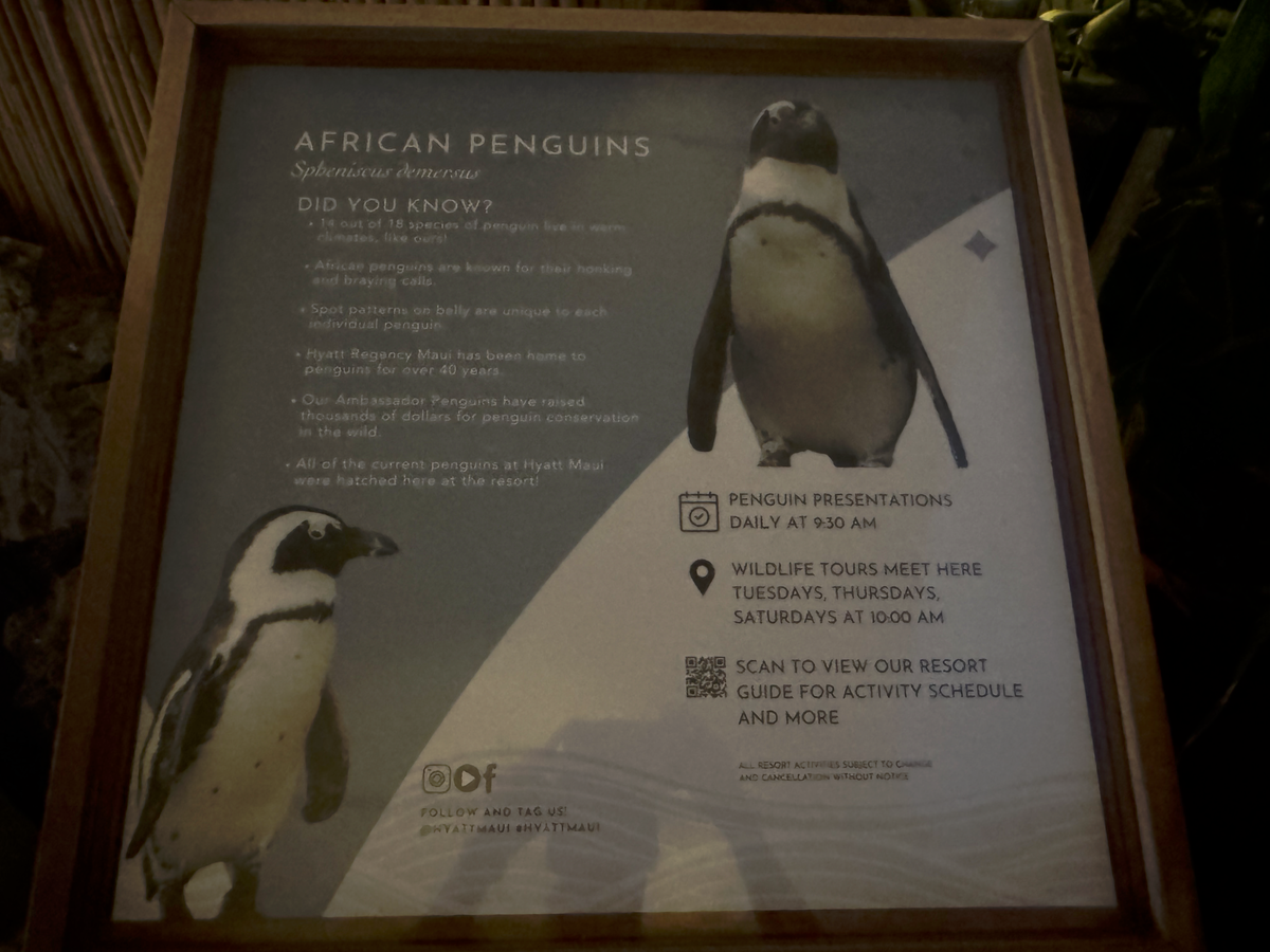 Hyatt Regency Maui Resort and Spa African penguin sign