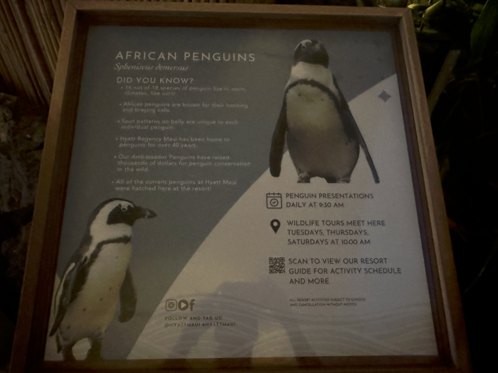 Hyatt Regency Maui Resort and Spa African penguin sign Hyatt Regency Maui Resort and Spa African penguin sign