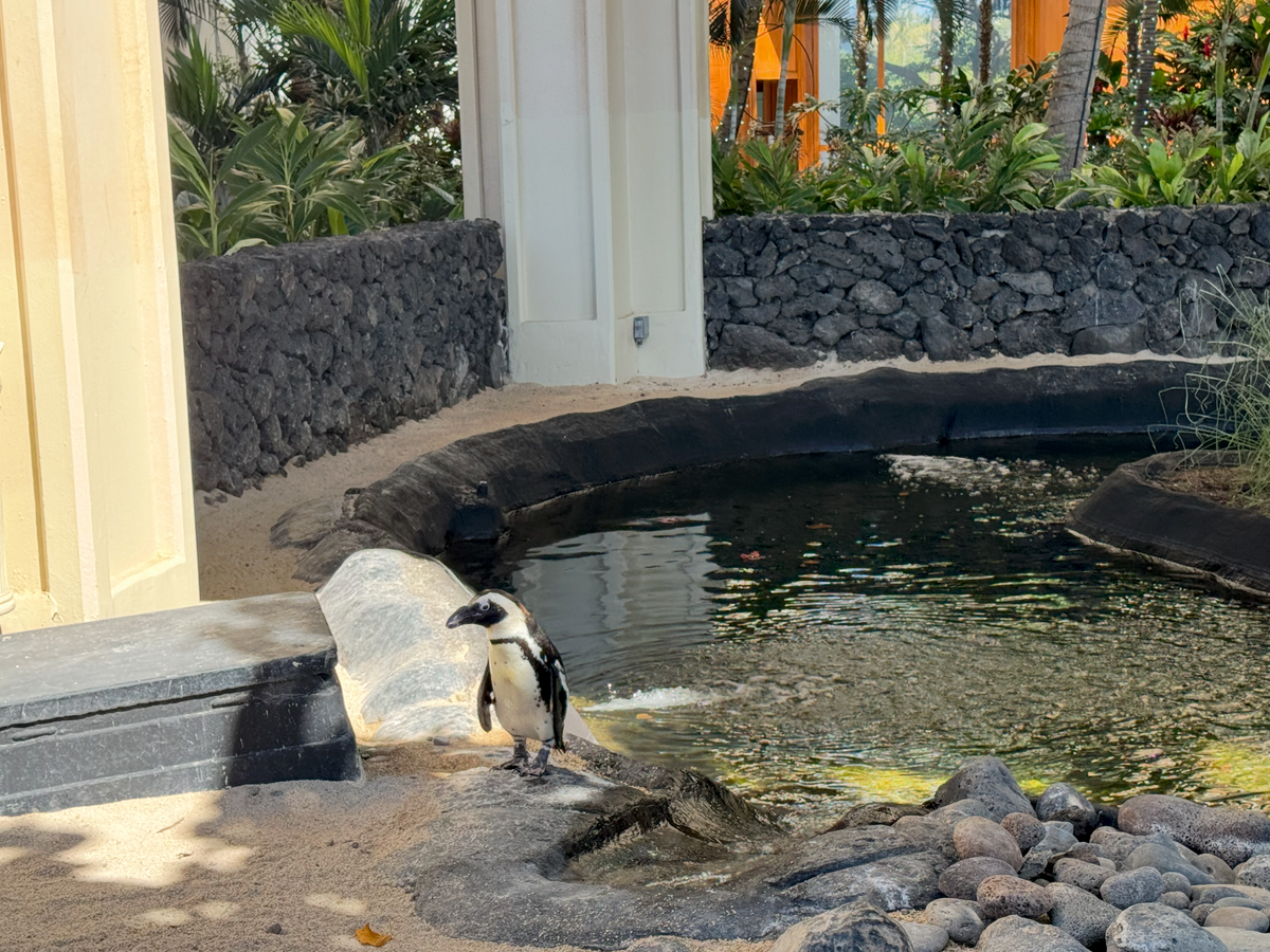 Hyatt Regency Maui Resort and Spa African penguin