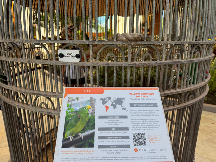 Hyatt Regency Maui Resort and Spa Amazon parrot with sign Hyatt Regency Maui Resort and Spa Amazon parrot with sign