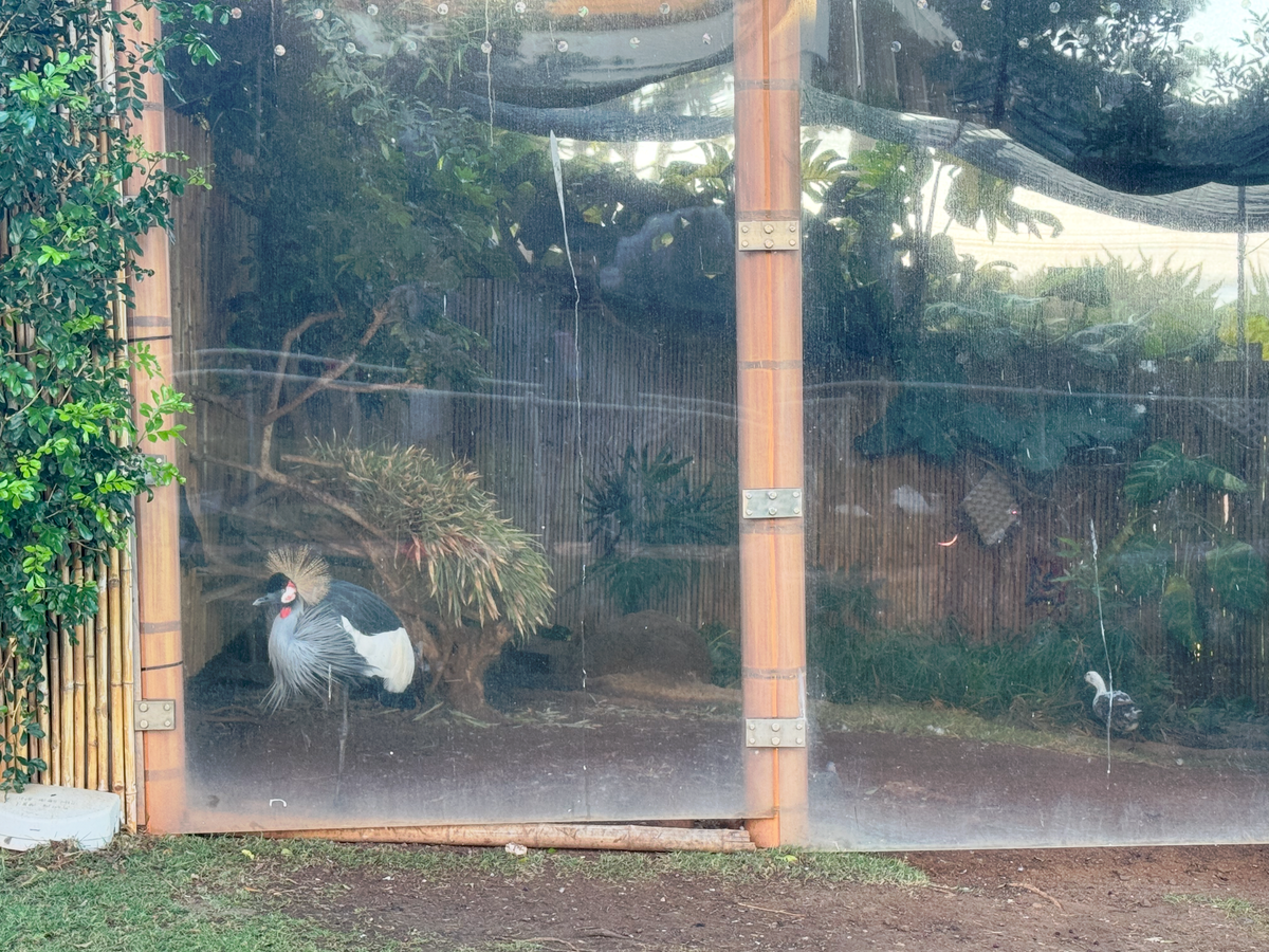 Hyatt Regency Maui Resort and Spa grey crowned crane