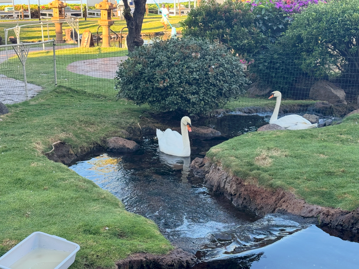 Hyatt Regency Maui Resort and Spa white swans and fences