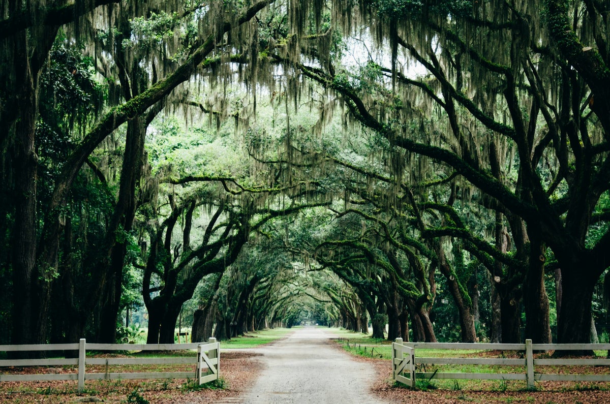 Trees in a park in Georgia