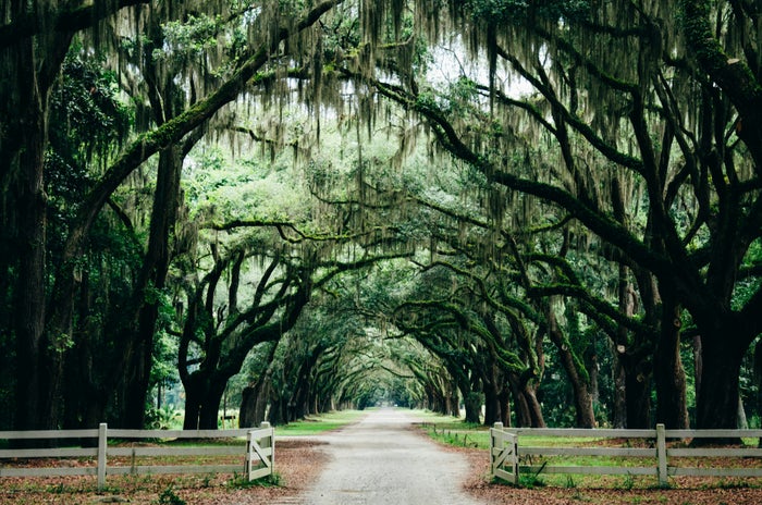 Trees in Savannah Georgia Trees in a park in Georgia