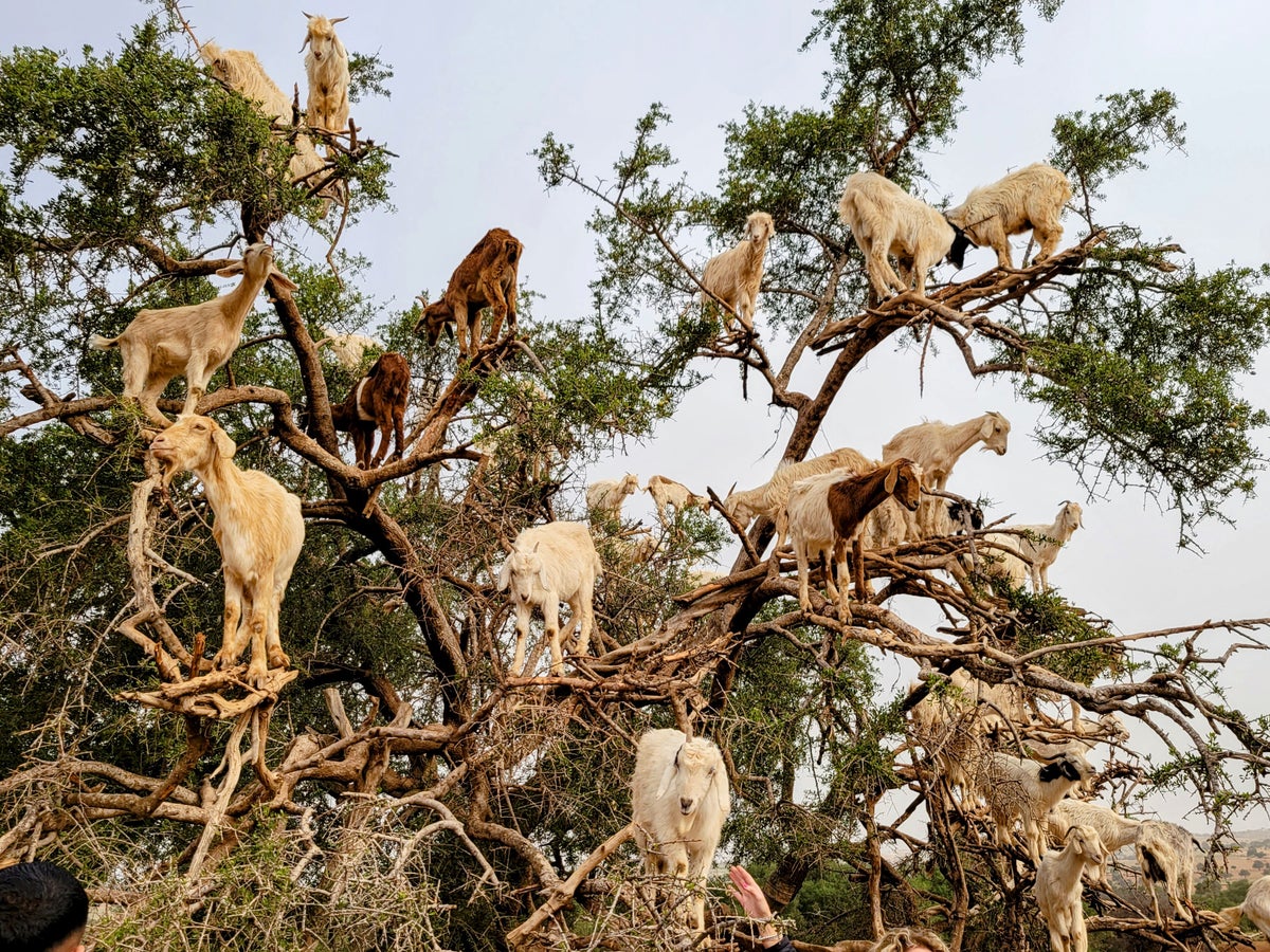 Goats in Tree Essaouira Morocco Excursion Viator