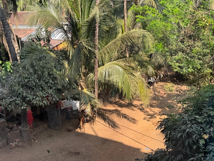 Le Meridien Goa Calangute king view of cows
