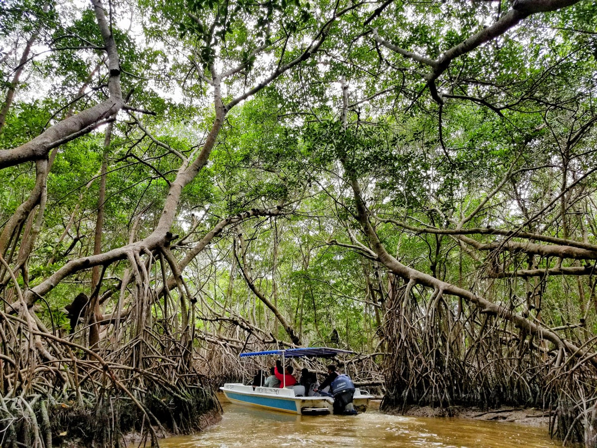 Merida Mangroves