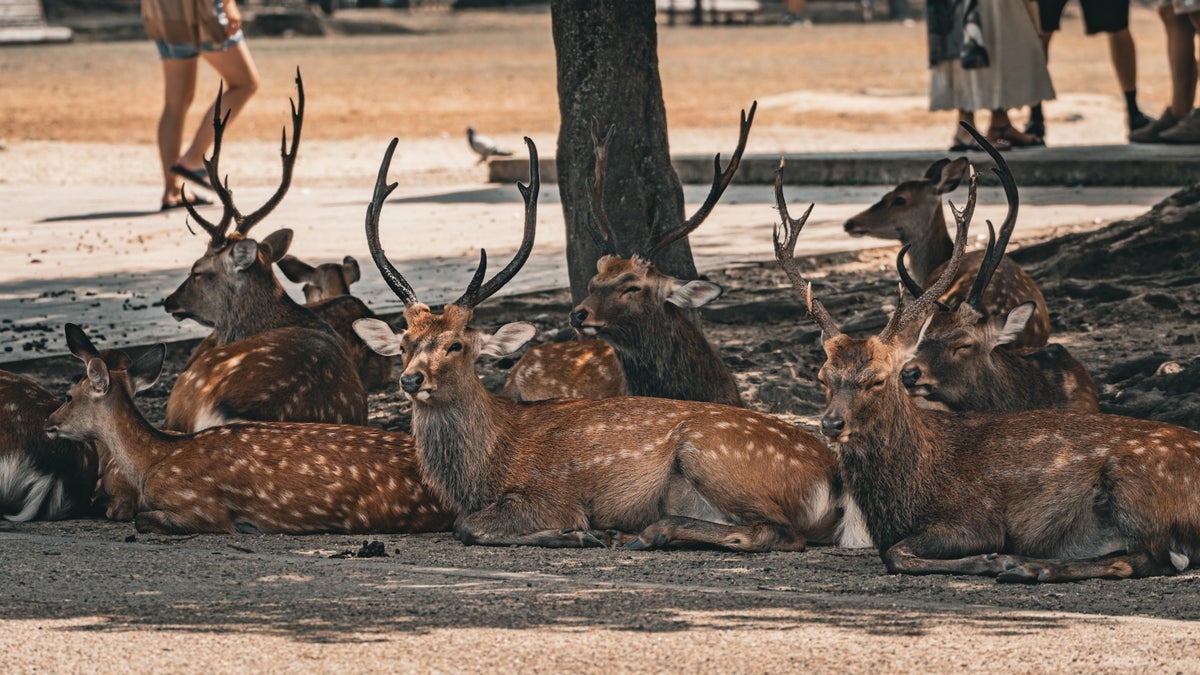 Nara Japan. deer