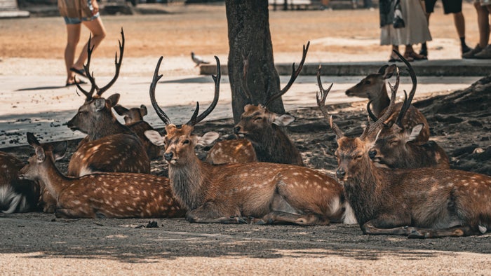 Nara Japan. deer Nara Japan. deer