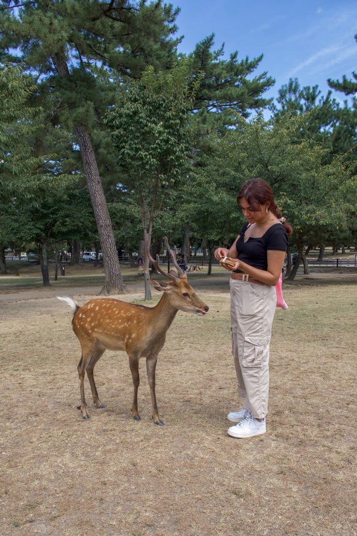 feeding deer in Nara Japan feeding deer in Nara Japan