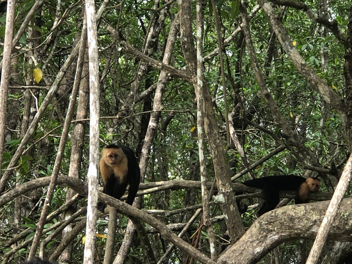 Costa Rican Jungle and Wildlife