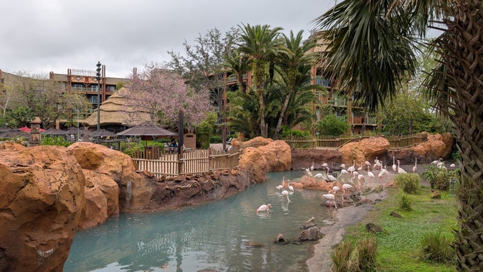 Disneys Animal Kingdom Lodge amenities savanna flamingos Disneys Animal Kingdom Lodge amenities savanna flamingos
