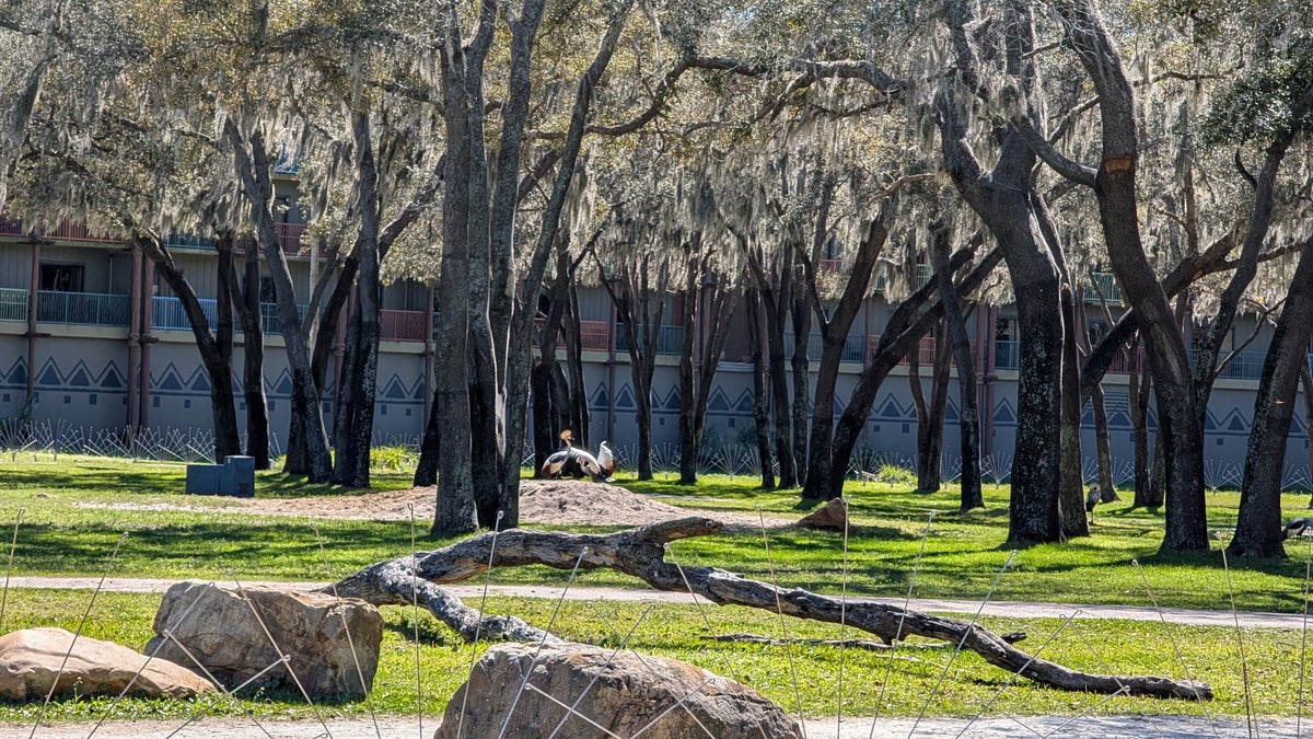 Disneys Animal Kingdom Lodge amenities savanna view birds