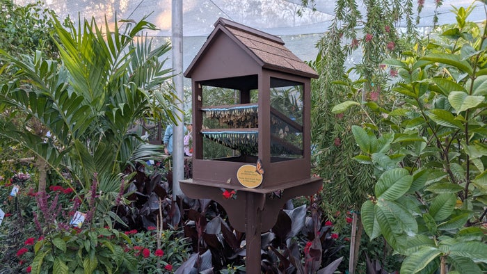 Epcot Flower and Garden Festival butterfly garden Epcot Flower and Garden Festival butterfly garden