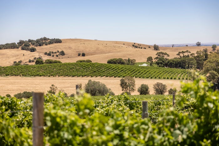 InterContinental Barossa Resort Spa InterContinental Barossa Resort Spa vineyard