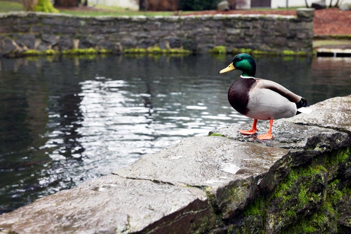 Mallard duck Oregon pond